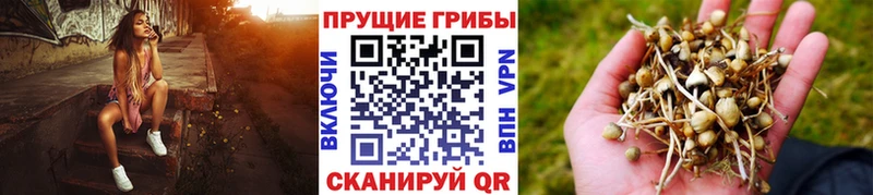 Псилоцибиновые грибы мицелий  продажа наркотиков  Облучье 